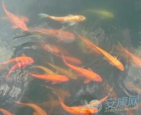 梦见鱼儿游，寓意深远