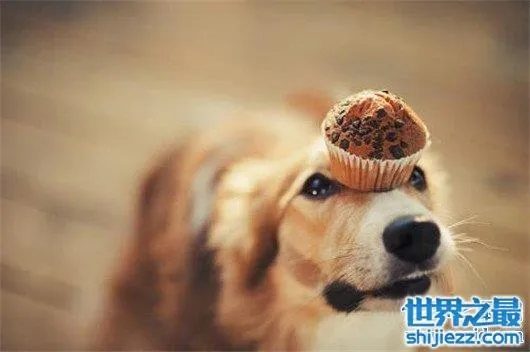 梦见小狗飞到我身上咬我，梦境背后的深层含义与解析