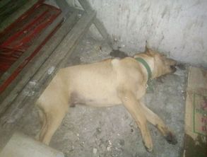 梦境解析，梦到朋友家的狗被朋友掐死了意味着什么？