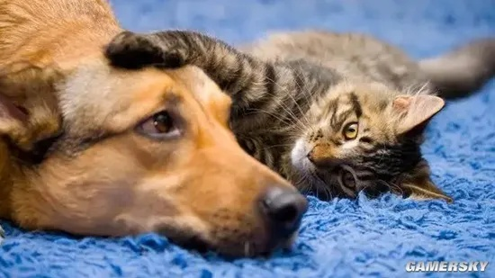 梦到猫和狗，预兆与心灵深处的对话