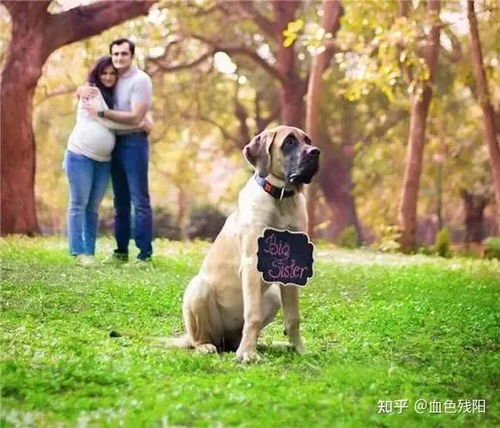 怀孕梦见一只快死的狗被我们救回来养了，梦境背后的深层寓意与启示