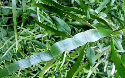 梦境解析，梦见蜈蚣成灾，你英勇除虫的象征意义