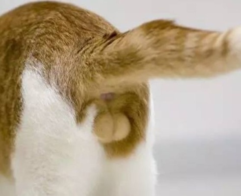 梦见猫把睾丸咬着不放，探索梦境背后的深层含义与心理解析
