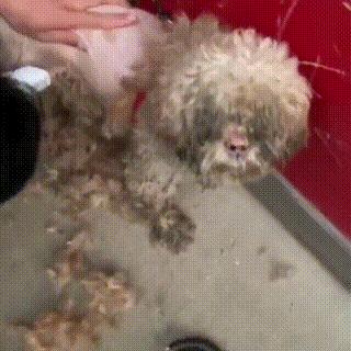 梦境解析，昨晚梦见打狗狗吐了我身