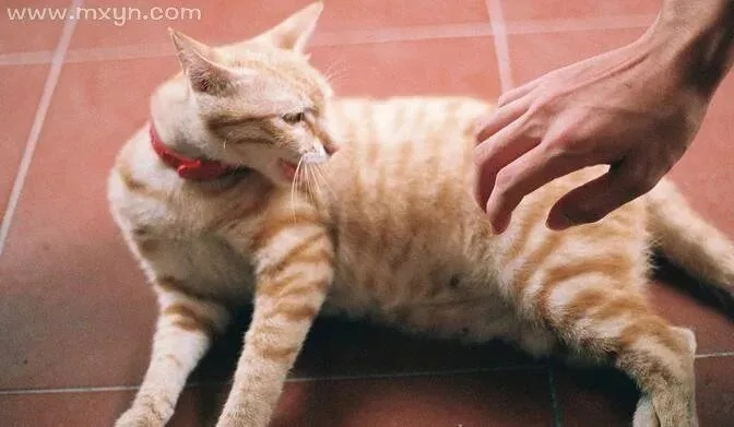 梦见脸被猫抓伤，解析梦境背后的深层含义与心理暗示