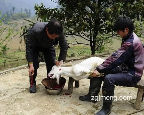 梦境解析，梦见杀羊见血未死的深层含义与心理暗示