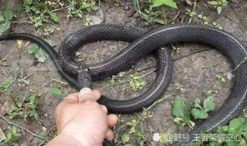梦境解析，沙漠中的蛇群与抓蛇者