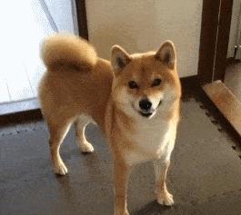 梦见狗吃屎，解读梦境背后的深层含义