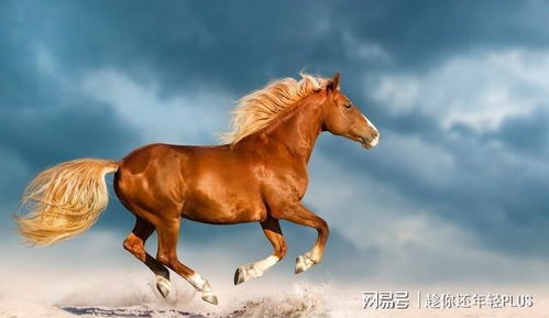 梦境中的奔腾，解读梦见马的深层含义