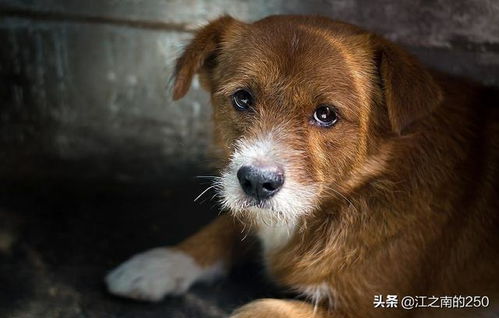 梦见自己打死只狗子，解读梦境背后的深层含义