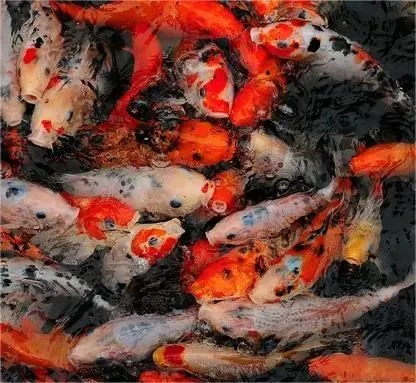 梦境解析，巨缸中的红白鱼群——探索潜意识中的象征与启示