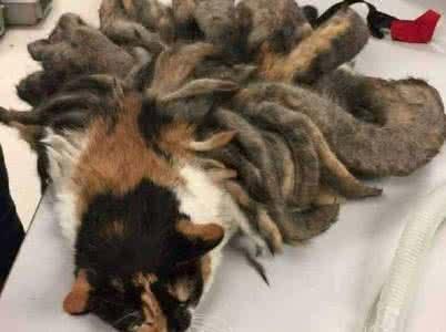 梦见了猫吃耗子，探索梦境背后的深层含义