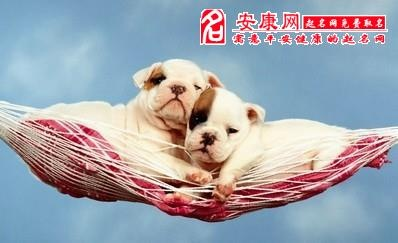 梦见自己虐待狗，梦境背后的深层含义与心理解析