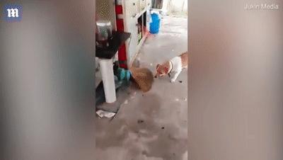 梦境解析，怀孕初期梦见老鼠跳跃的象征意义