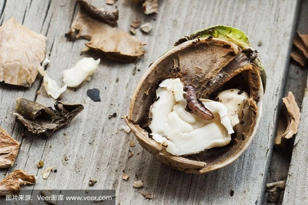 梦见核桃有虫，探索梦境背后的深层含义与启示