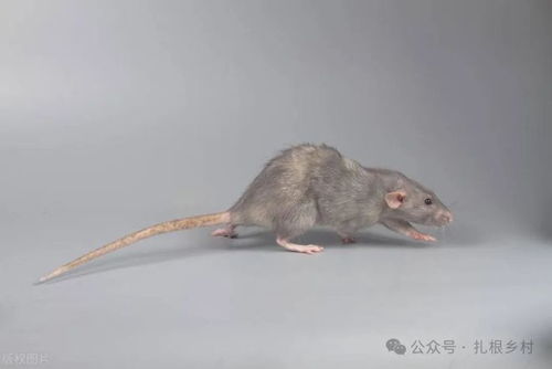 梦境解析，梦见老鼠在八角瓶中奋力奔跑的象征意义