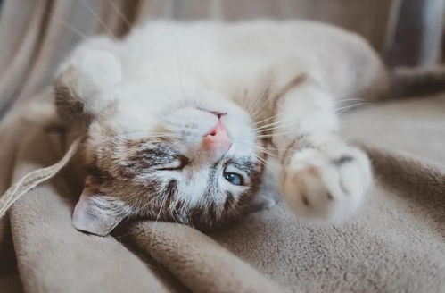 梦见猫进被窝，探索梦境背后的深层含义与心理解析