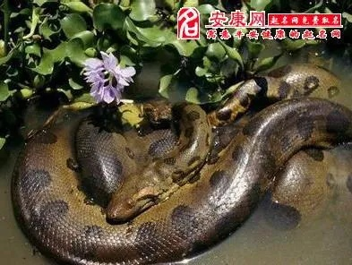 梦见棺材又梦见两条蛇，探寻梦境深处的隐秘象征