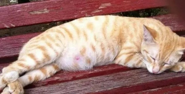 怀孕梦到一只挺邪恶的猫，解读梦境背后的深层含义