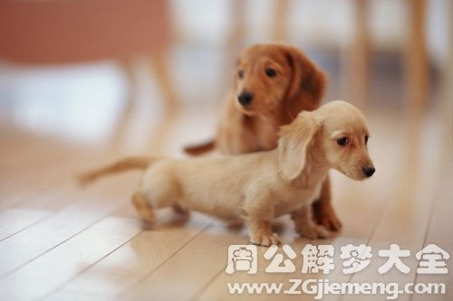 梦见两只狗奄奄一息还咬伤对方，解读梦境背后的深层含义