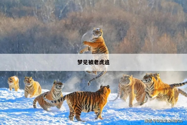 梦见被老虎追然后逃上了屋顶，探索梦境背后的深层含义