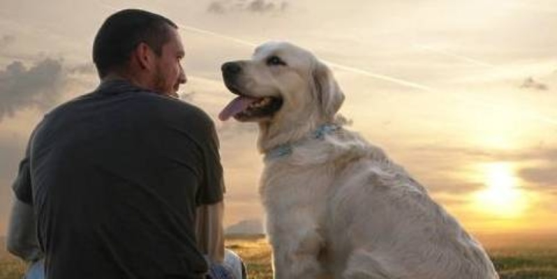 梦魇中的寻犬之旅，小狗丢失后的心灵创伤与梦境解析
