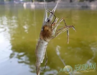 梦境解析，梦见河中有巨鱼与红虾，探索内心深处的恐惧与渴望