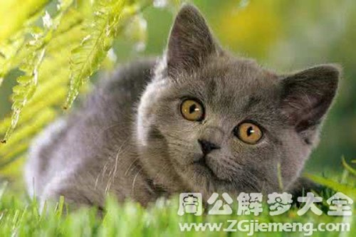 梦境解析，梦到被猫咬了腿的含义与心理暗示