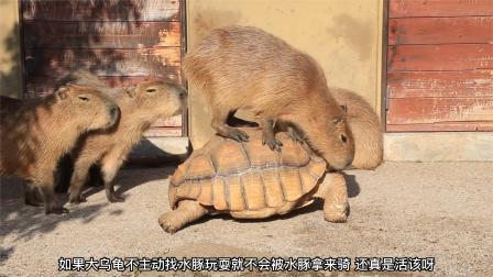 梦见大乌龟与牛的神秘交织，探索梦境背后的深层含义