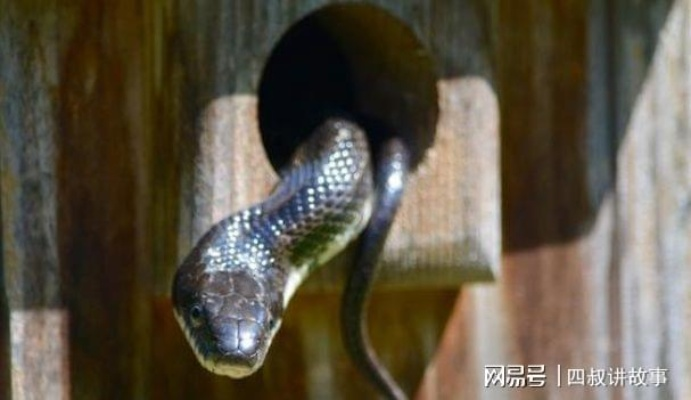 梦境探秘，男子船遇蛇蜥奇缘，双蛇隐水独遗启示