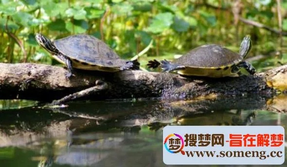 梦见垂死的乌龟，潜意识的警示与启示