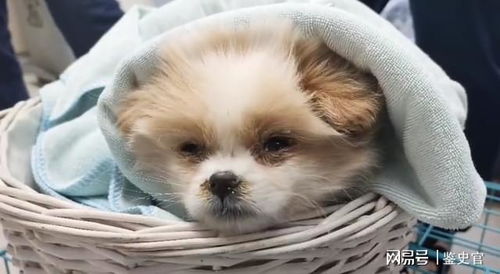 解梦，梦见自己家的狗瞎了一只眼睛