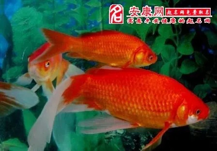 梦见放生巨红鱼，探索梦境背后的深层含义