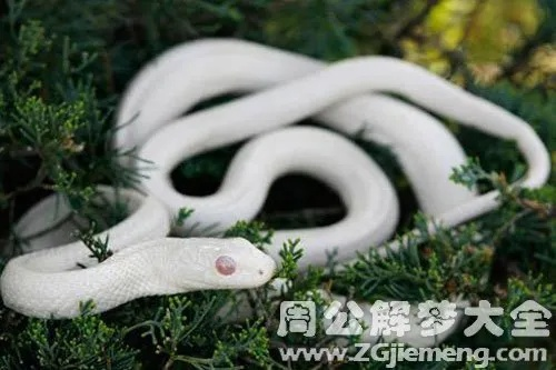 周公解梦，梦见两条大白蛇的深层含义与预兆