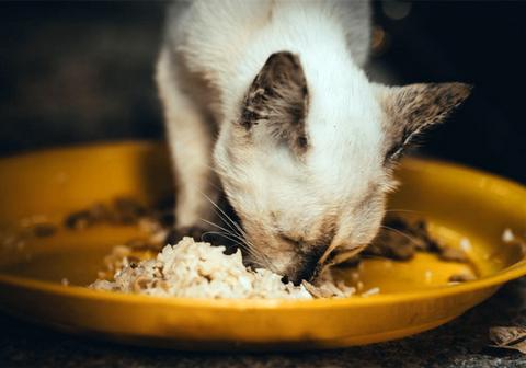 梦境解析，为何梦见猫等待喂食，其背后隐藏的意义与启示
