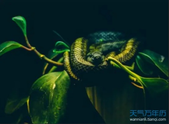梦见蛇与地瓜藤交织的梦境，探索潜意识中的隐秘信息