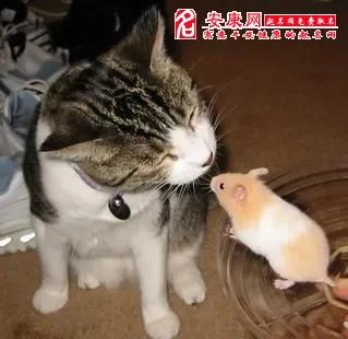 梦见大老鼠落肩被猫擒，解析梦境中的象征与寓意