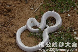 梦见蛇追自己还有水里有死人头，梦境背后的深层含义与解析