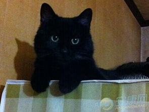 梦境解析，做梦梦见生了只黑猫，寓意与解读
