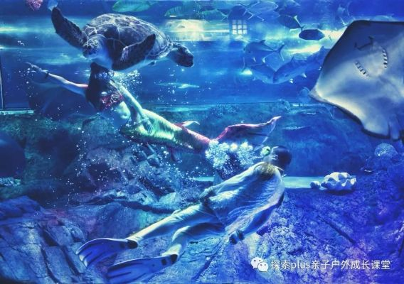 从捉鱼到捉螃蟹，梦境中的海洋奇遇与心灵探索