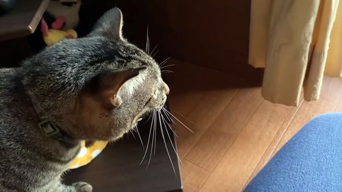 梦见一只猫摔死在我家客厅碎尸万段那种，梦境背后的深层解析与心理启示