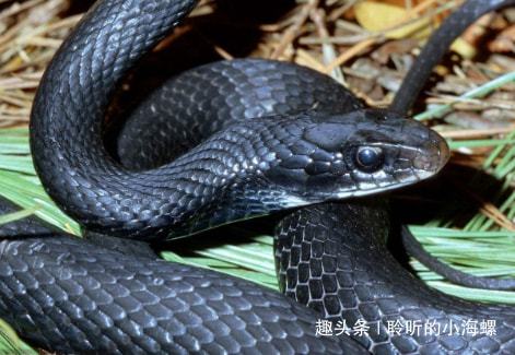 梦见家里有蛇黑色带花然后被打死了有什么寓意