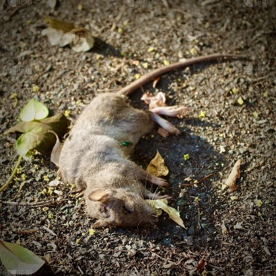 梦境的隐喻，梦见死老鼠与死鱼的深层解读