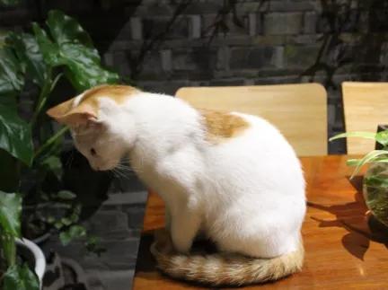 梦境解析，梦到猫把自己咬了两口意味着什么？