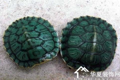 周公解梦破解大全，梦见乌龟壳当厕所的深层含义与预兆