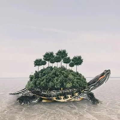 解梦，棉花地里涌现的乌龟群——探寻梦境深处的奥秘