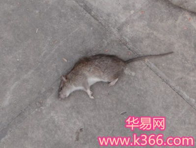 孕妇梦见很多老鼠，梦境背后的深层含义与解读
