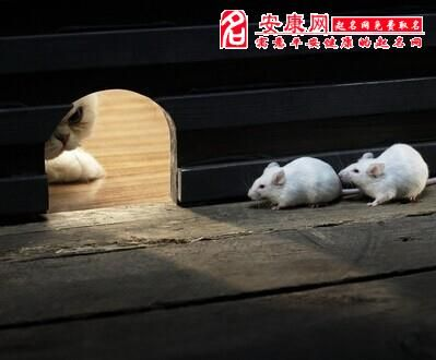 做梦梦见老鼠在床上，潜意识的警示还是无意义的幻象？