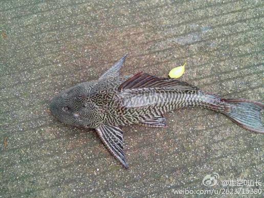 梦境中的温柔，我为何梦见给孩子喂奶