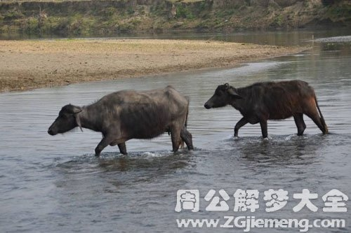 梦境启示，梦见山体发洪水冲走水牛，寓意深远的心灵洗涤